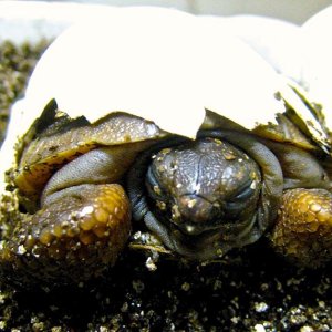 Aldabra Breeders