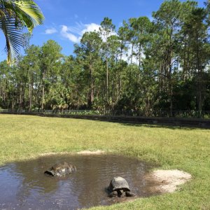 Aldabra Breeders