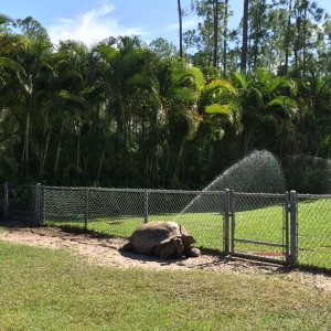 Aldabra Breeders