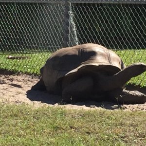 Aldabra Breeders