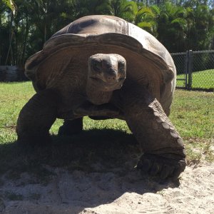 Aldabra Breeders