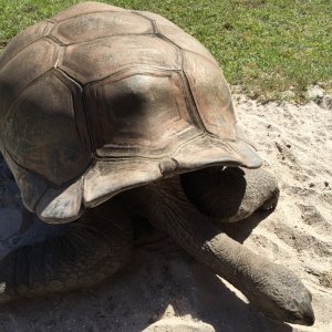 Aldabra Breeders