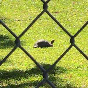 Aldabra Breeders