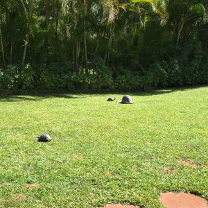 Aldabra Breeders