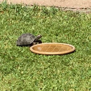 Aldabra Breeders