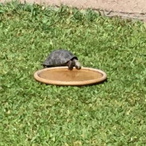 Aldabra Breeders