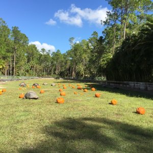 Aldabra Breeders