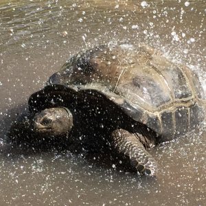 Aldabra Breeders