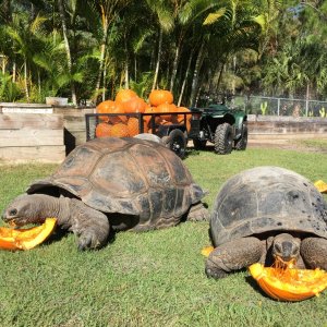 Aldabra Breeders