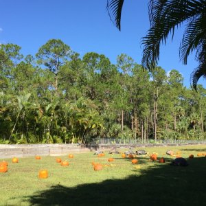 Aldabra Breeders