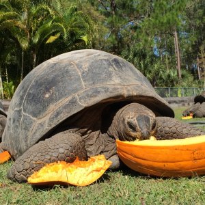 Aldabra Breeders