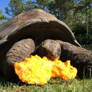 Aldabra Breeders