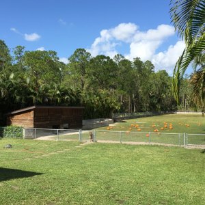 Aldabra Breeders