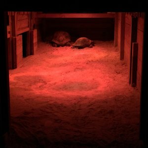 Aldabra Breeders