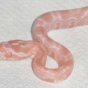 Cotton Candy Snow