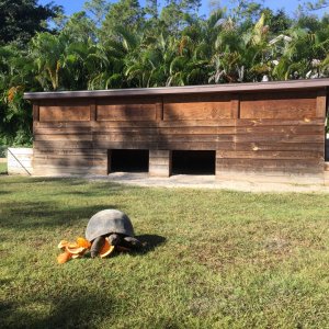 Aldabra Breeders