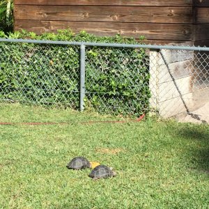 Aldabra Breeders