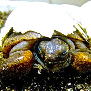 Aldabra Breeders