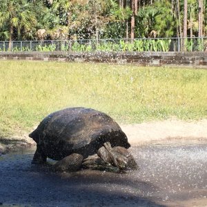 Aldabra Breeders