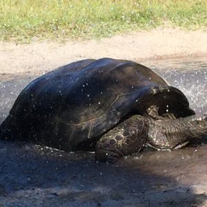 Aldabra Breeders