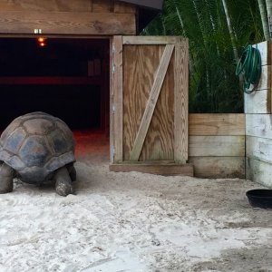 Aldabra Breeders