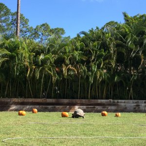 Aldabra Breeders