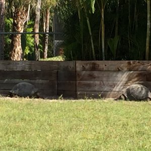 Aldabra Breeders