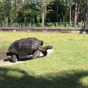 Aldabra Breeders