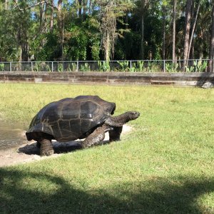 Aldabra Breeders