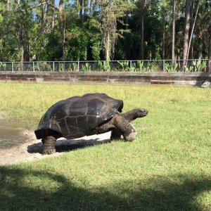 Aldabra Breeders