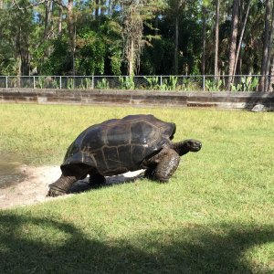 Aldabra Breeders