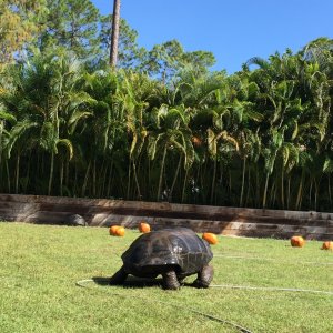 Aldabra Breeders