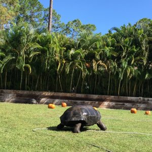 Aldabra Breeders