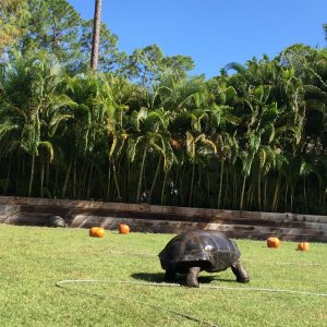Aldabra Breeders