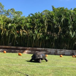 Aldabra Breeders