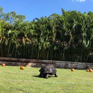 Aldabra Breeders