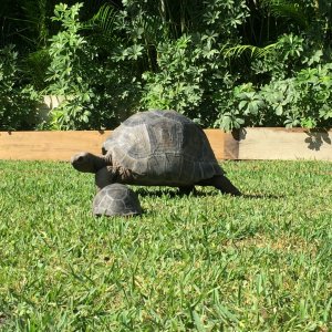 Aldabra Breeders