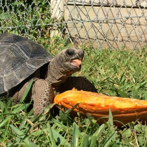 Aldabra Breeders