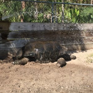 Aldabra Breeders