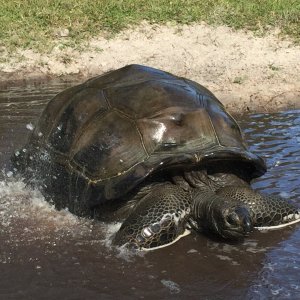 Aldabra Breeders