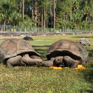 Aldabra Breeders