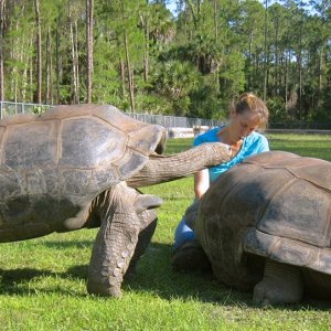 Aldabra Breeders