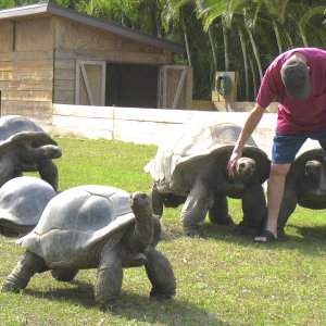 Aldabra Breeders