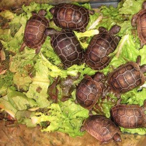 Aldabra Breeders