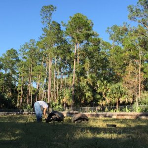 Aldabra Breeders