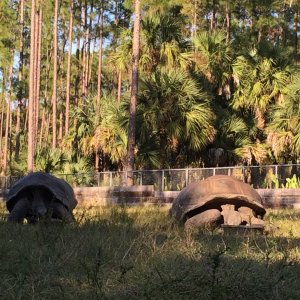 Aldabra Breeders