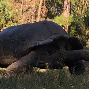 Aldabra Breeders