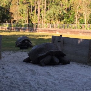 Aldabra Breeders