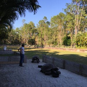 Aldabra Breeders