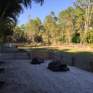 Aldabra Breeders